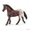Appaloosa Mare